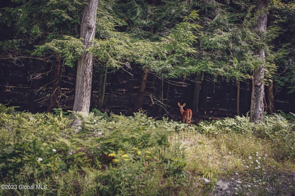 52 Totem Lodge Road, Nassau, NY, photo 3