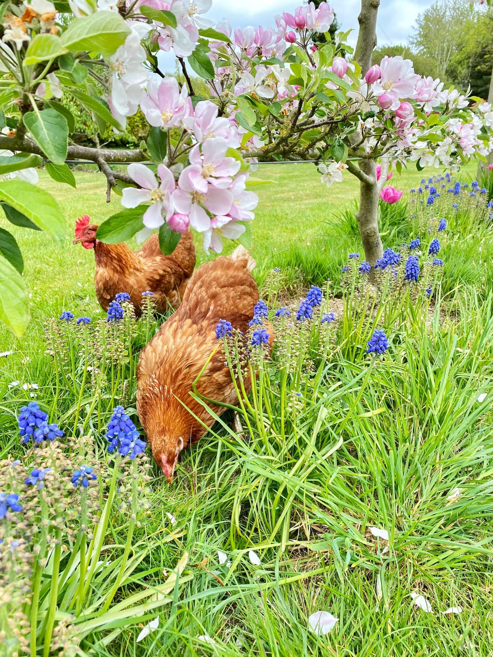 Sharon Fronk in her garden